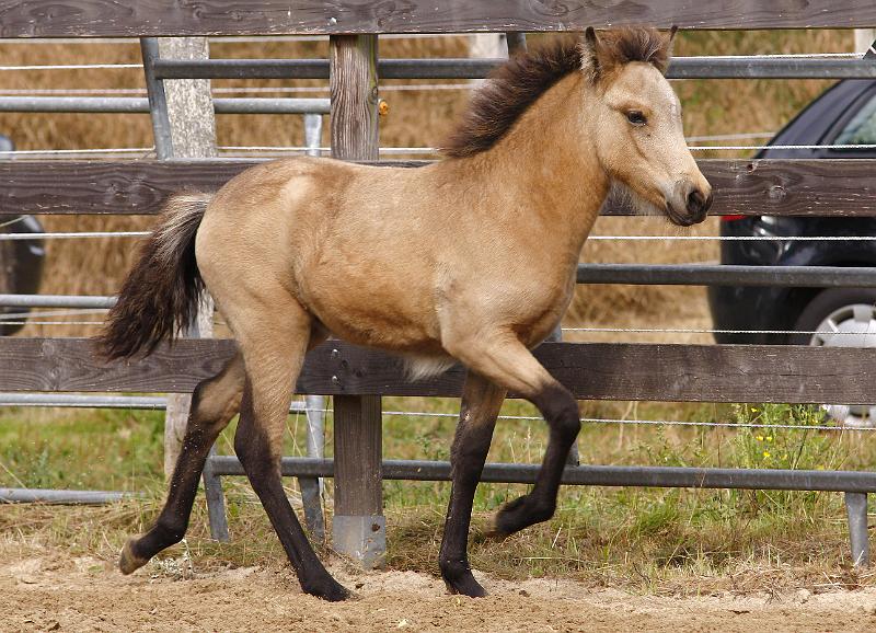 Diva von Heidmoor.jpg